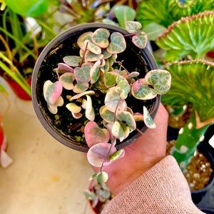 Variegated String of Hearts Plant 4 inch